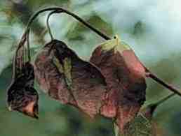 Shepherd's Crook: classic effect on twigs and leaves