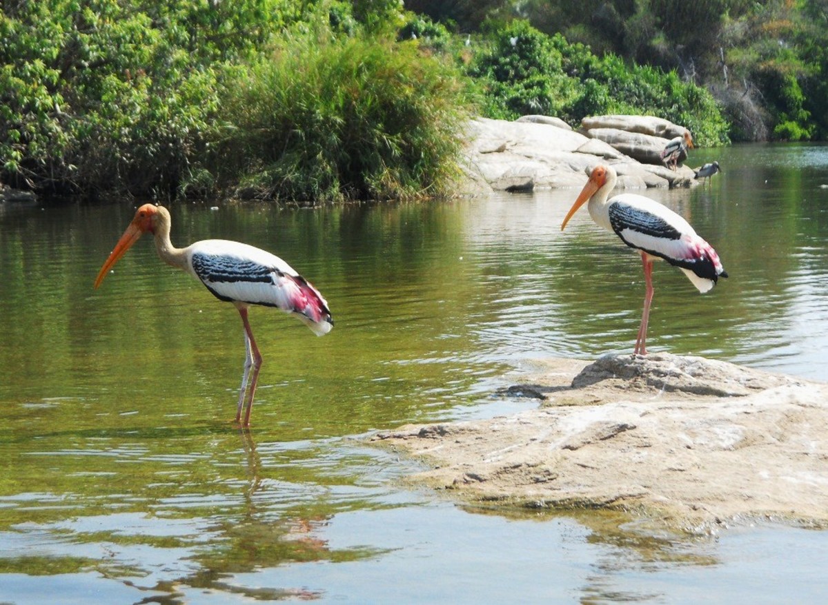 Painted storks in Ranganathittu