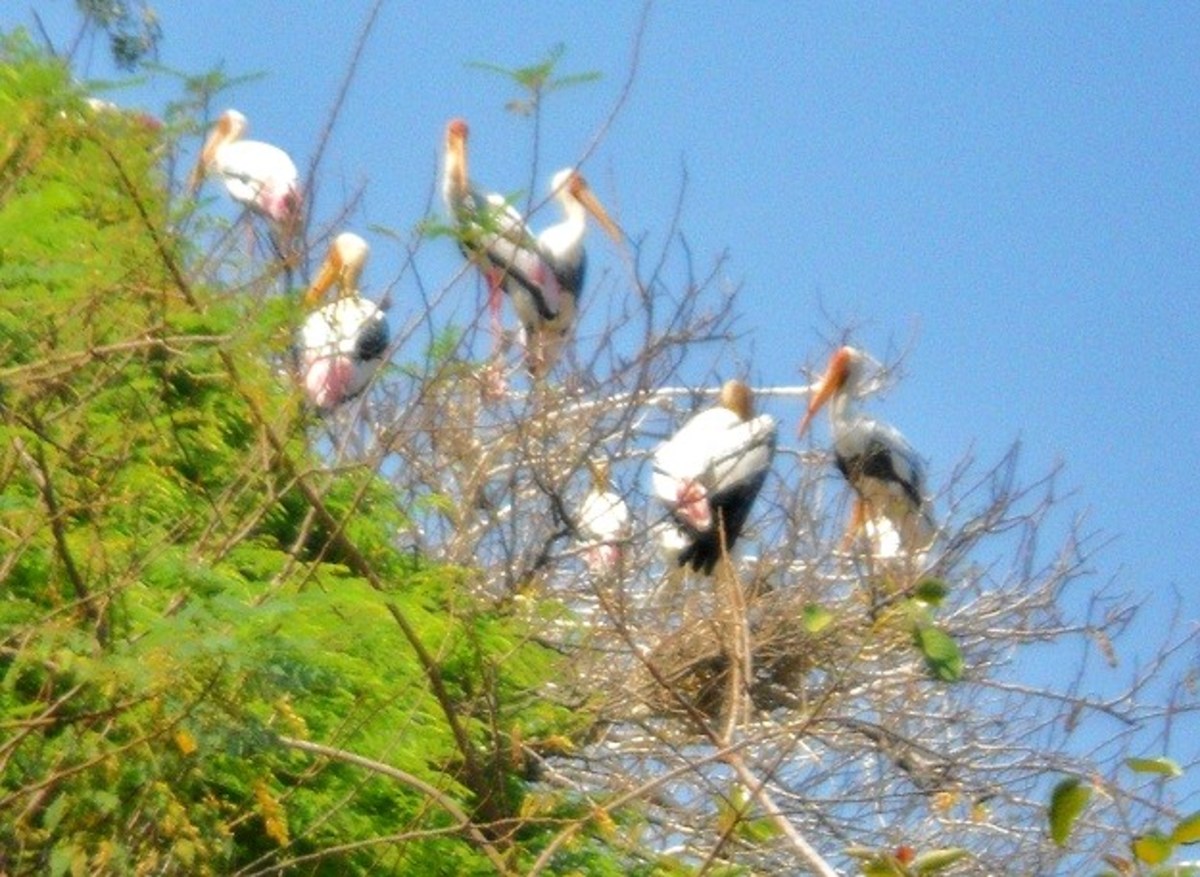 Painted storks nesting on trees