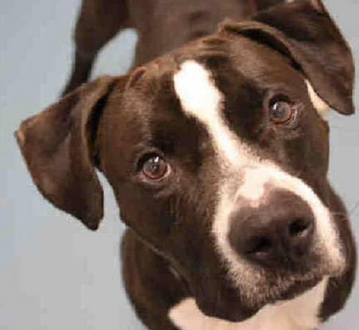 Staten Island Center DOTSON - ID#A0935069 A dog on death row. 