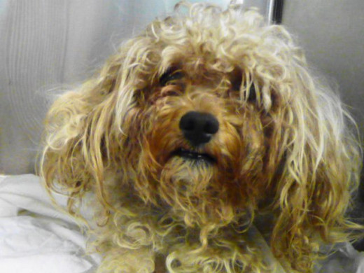 Manhattan Center ANGELO - ID#A0936437 This dog still needs loving home.