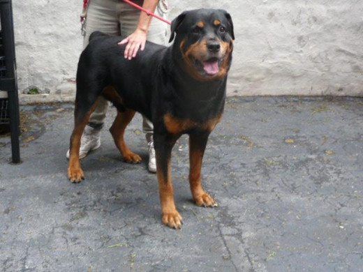 My name is ROCCO.  My Animal ID # is A0935204. Too late for Rocco.
