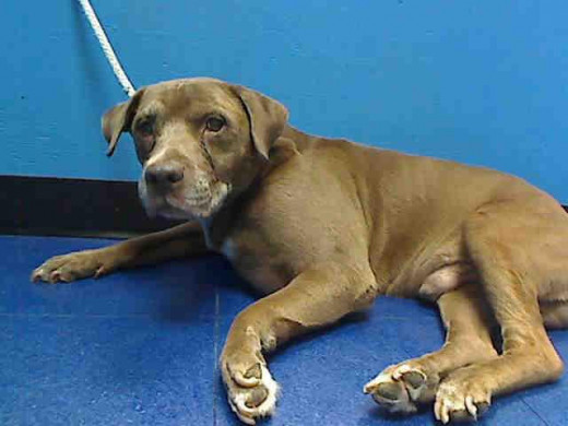 Mark was adopted the day he was supposed to be put to sleep, thanks to the work done by URGENT Facebook page.