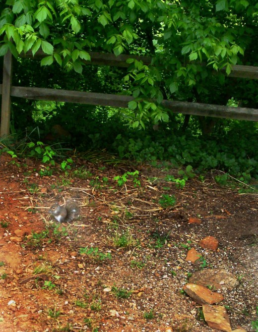 Squirrel eating bird seed.