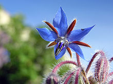Borage Flower ( Borago Officinalis) Edible Flowers and leaves, use leaves while young.