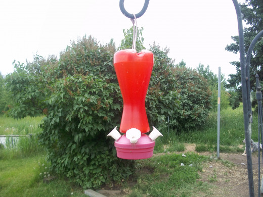 This Hummingbird feeder hangs less than six feet from our deck. The lilacs in the background provide nectar for the Hummingbirds as well when in bloom.
