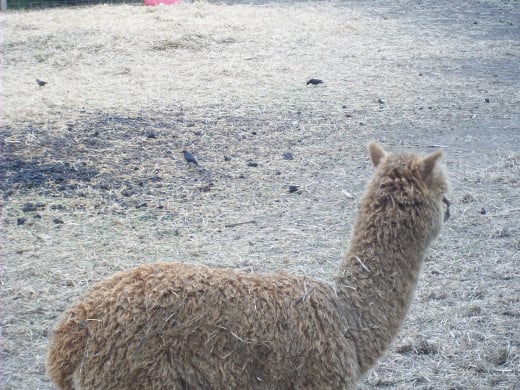 The small black spots behind the alpaca are what I believe to be Starlings; they are constant occupants of the pen, feeding on the bugs that are ever-present in the dung piles.