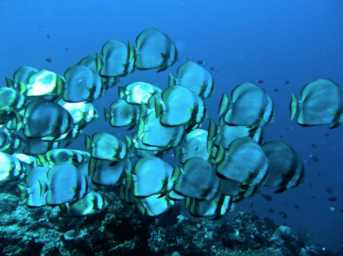 Fish in beautiful waters around Bali, Indonesia.