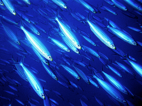 Wall of herring off of Bonaire.