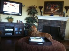 Zeus takes a break from playing to watch DOGTV! 