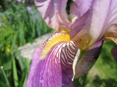 Purple bearded iris - photo by timorous