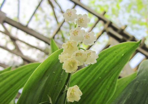 Lily of the Valley - a view from below. - photo by timorous