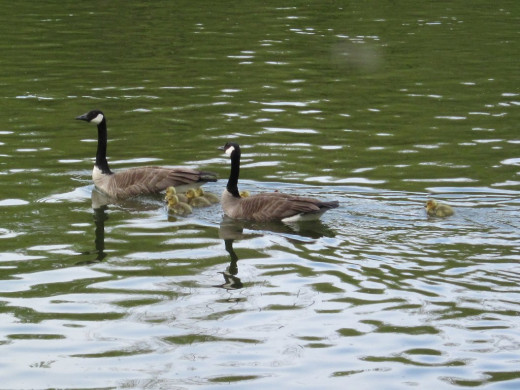 Canada geese with goslings - photo by timorous