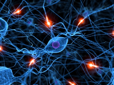 Structure plus chemical balance fosters proper cell communication activity. Then you can make the most of your environment to raise IQ