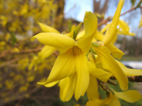 forsythia - up close (very) - photo by timorous
