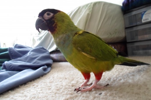 Rosie