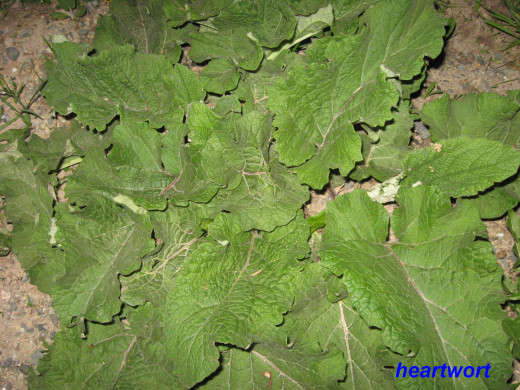 The large leaves of this first year burdock will stay close to the ground.