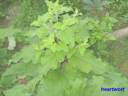 This second year burdock is rising up on a central stalk.  Is is just beginning to grow the sticky burs known for their unwanted hitch-hiking capabilities on the upper stems.
