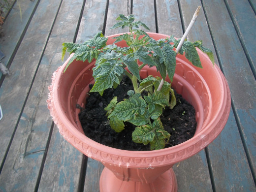 A patio tomato in an urn planter. Note: it needs more soil.