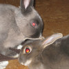 ramonarabbit1 profile image