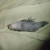 Dori playing dead