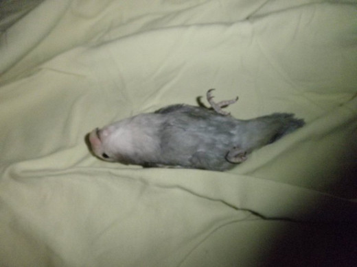 Dori playing dead
