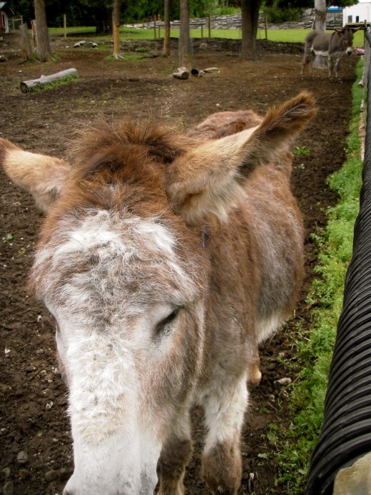 Donkeys' coats are furry and soft.