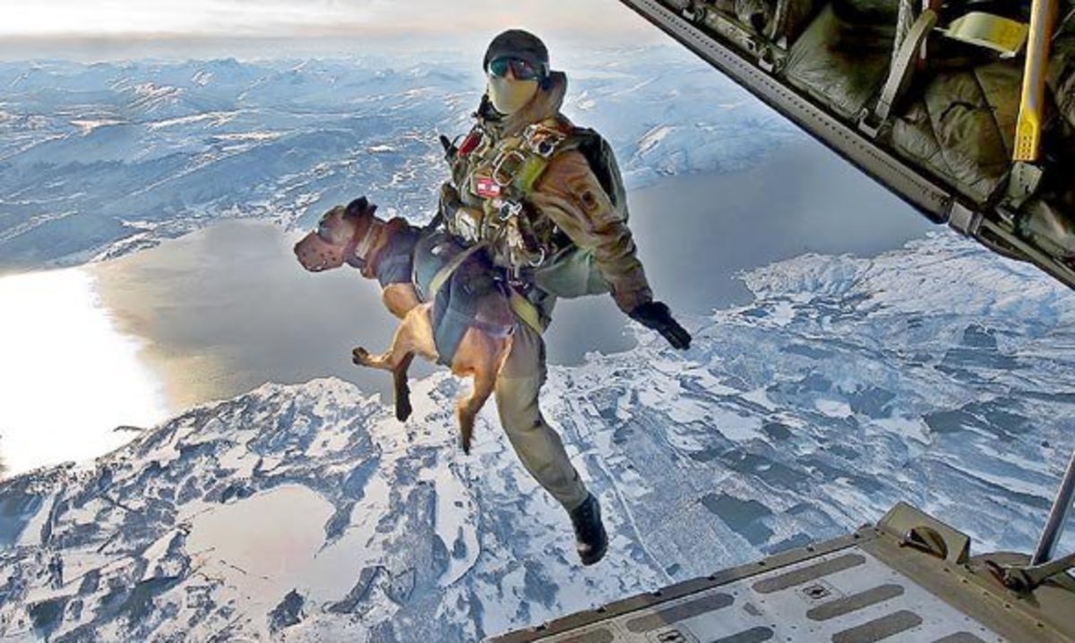 The special forces of 14 countries conducted the big joint military exercise "Cold response" in minus 30 degrees in Narvik, Norway. The picture shows an Austrian special forces trooper training parachuting with dogs. Land, air and sea special forces 