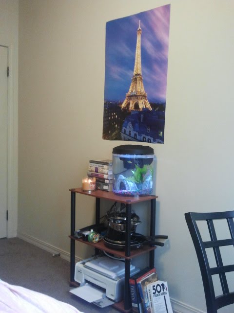 My 3.5 gallon aquarium setup. Simple, small and perfect. Photo Source: shanna11