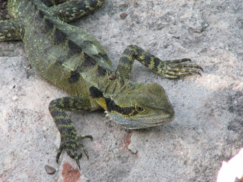 Physignathus lesueurii subsp lesueurii splayed out sun-baking on a rock.