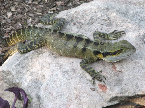 The patterning on Eastern Water Dragons is quite pretty.