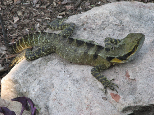Something else catches this lizards eye and soon it scurries away.