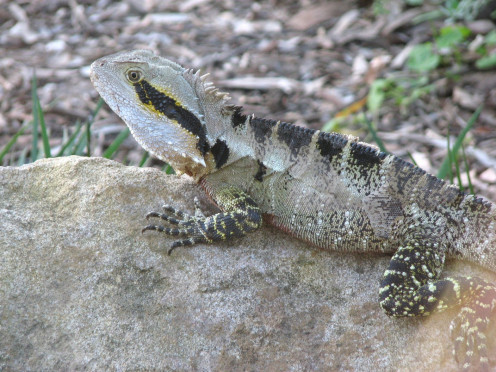 Finding Eastern Water Dragons in Brisbane, Australia is never a difficult task, here's another again sun-baking on a rock.  This one has a slightly lighter patterning when compared with the previous two lizards.