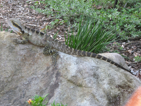 A full-length photo of the Eastern Water Dragon highlighting the difference in skin patterning between the head, body, legs, and upper and lower tail sections.