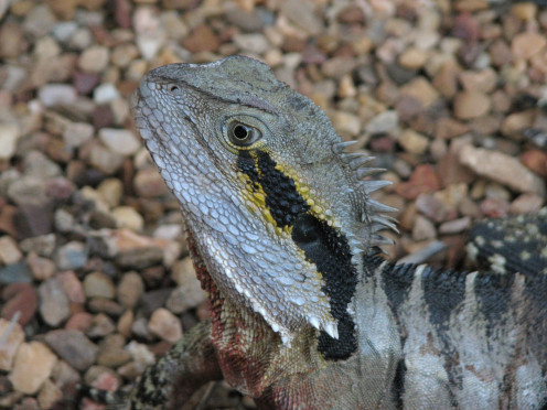 Close up of the head of an Eastern Water Dragon.