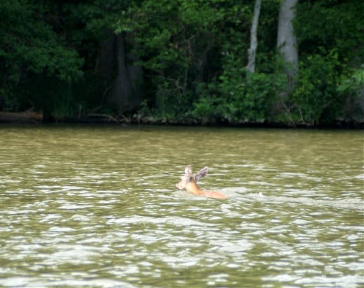 Deer swimming across Roanoke River near Plymouth, NC