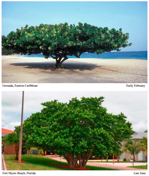 Great shade trees