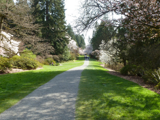 Washington Park Arboretum