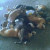 Dogs gassed Dogs gassed