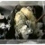 Dogs are forced into box, lid is clossed, then gassed Dogs are forced into box, lid is clossed, then gassed