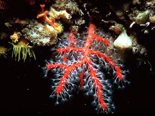 Corallium rubrum (Red corals)