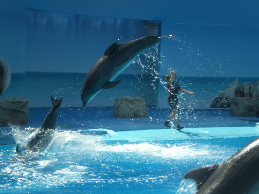 Dolphins' Emotions Show