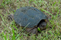 Turtles and Tortoises: A Long, Slow Look at the Hare's Arch Rival