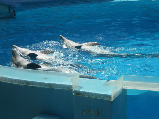 Dolphins' Emotions Show