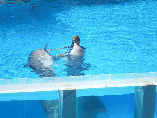 Dolphins' Emotions Show