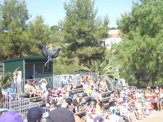 Birds of Prey Show