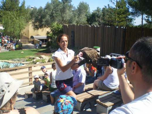 Birds of Prey Show