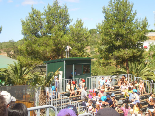 Birds of Prey Show