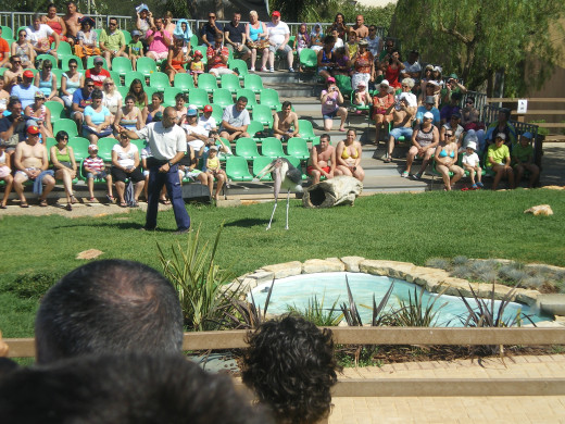 Birds of Prey Show