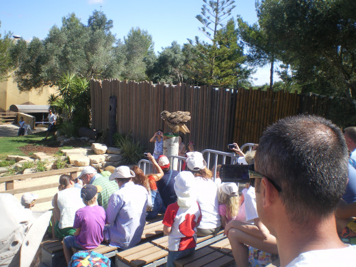 Birds of Prey Show
